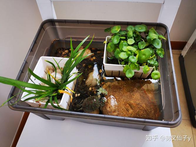 2025澳门天天开奖大全和小孩被天降乌龟砸死与被天上掉下来的乌龟砸死的人